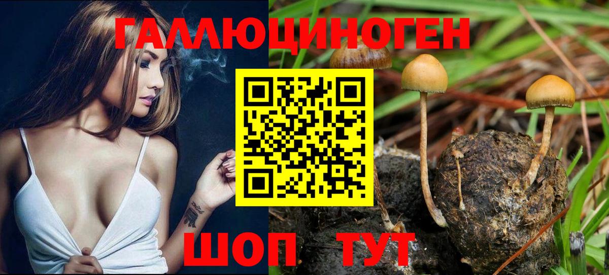 Галлюциногенные грибы Psilocybine cubensis  Псилоцибиновые грибы прущие грибы  Жуковский  Вход с VPN 